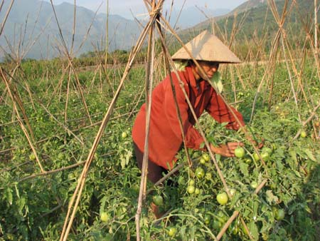 Người dân xã Sơn A tích cực phát triển rau màu vụ ba, nâng cao thu nhập trên mỗi diện tích canh tác. (Ảnh: Ngọc Tú)